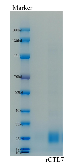 SDS-PAGE